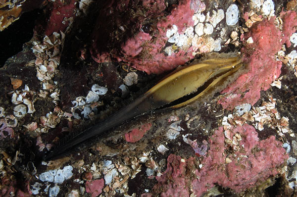 Shark Egg Case Pictures Ray Egg Capsule Images Photographs Of